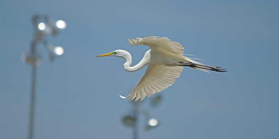 Great Egret In Flight And Flood Lighting Photograph
