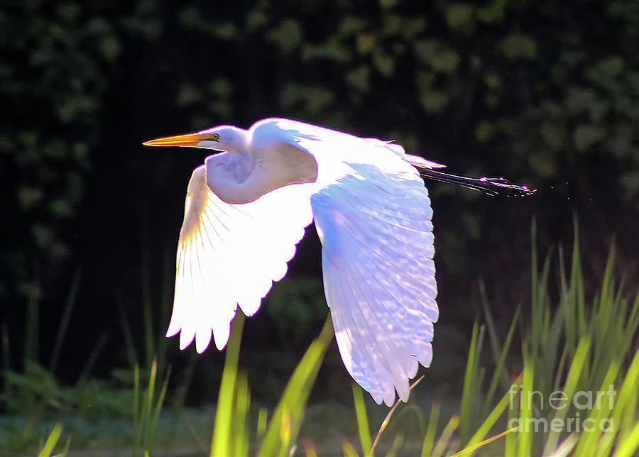 Great Egret in Flight - Ardea Alba Photograph by DB Hayes