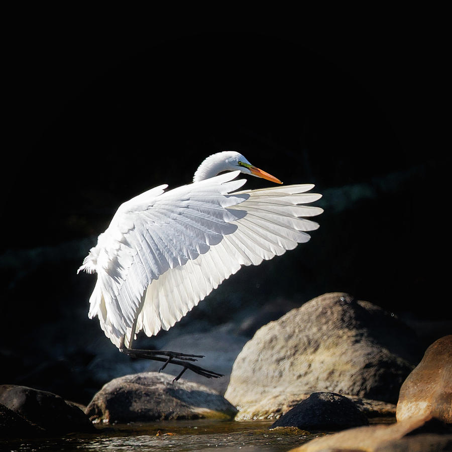 Great Egret in Flight Photograph by Bill Wakeley