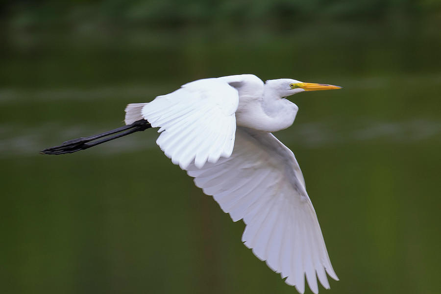 Nature Photograph - Great Egret in flight by Dan Ferrin