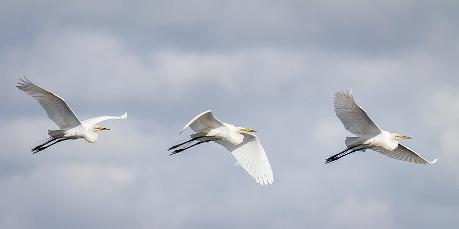 Great Egret in Flight Photograph by Dawn Currie