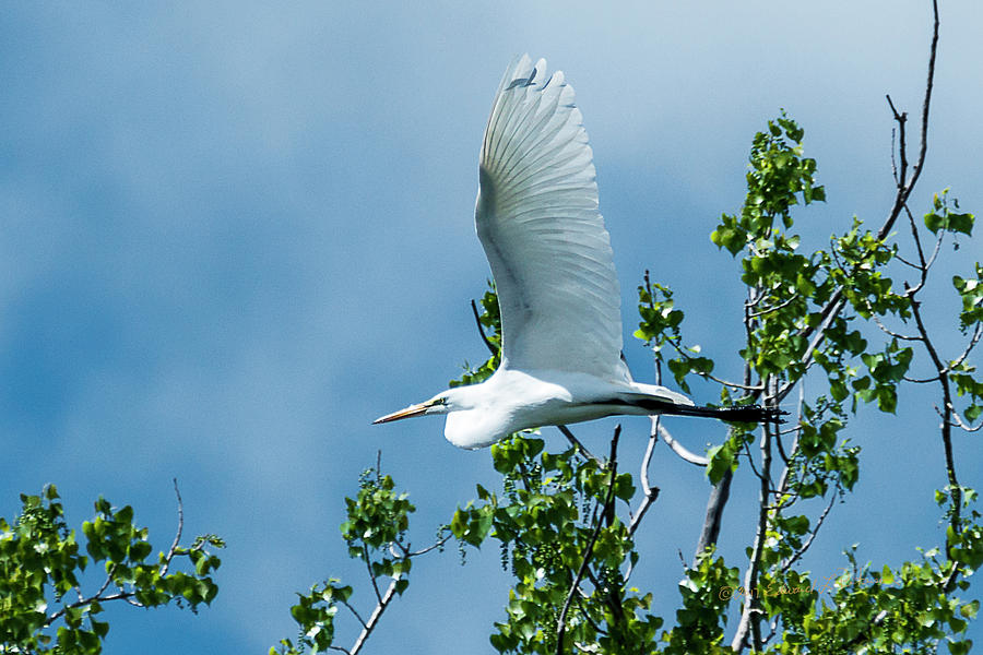 Great Egret In Flight Photograph by Ed Peterson