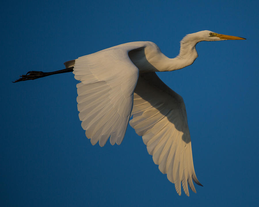 Great Egret In Flight Photograph By Mywildlifelife Dot Com - Fine Art 