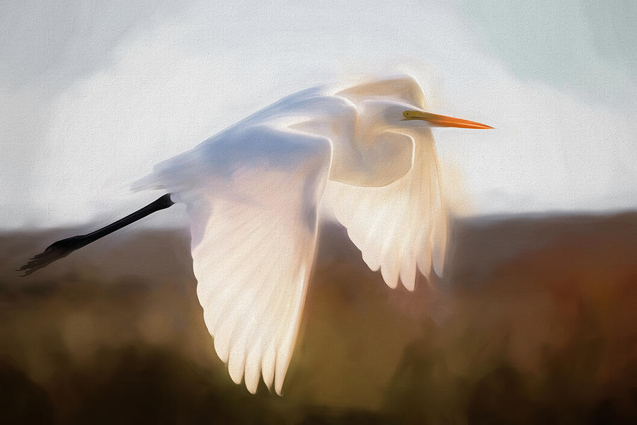 Great Egret in Flight II Digital Art by Glenn Woodell
