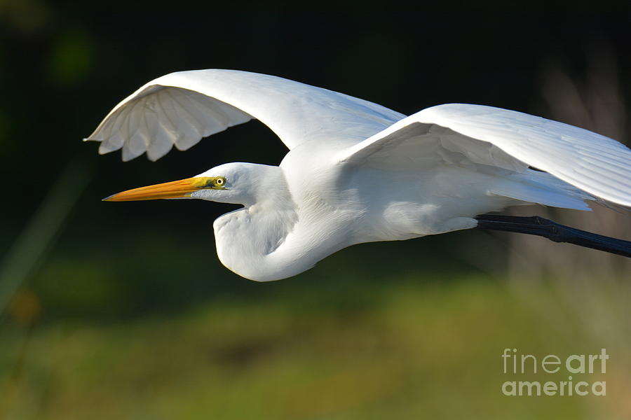 Great Egret In Flight Photograph by Julie Adair
