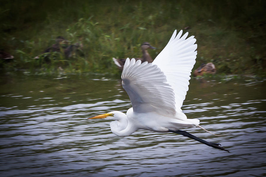 Great Egret in Flight by Kenneth F Konjevich Great Egret in Flight by Kenneth F Konjevich