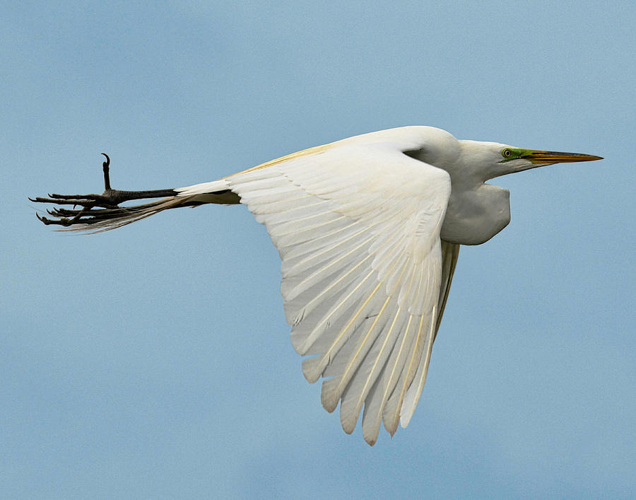 Bird Photograph - Great Egret in Flight by Lindy Pollard