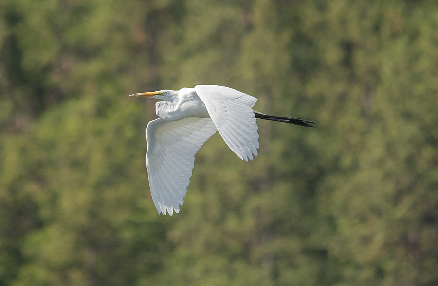Great Egret in Flight Photograph by Loree Johnson