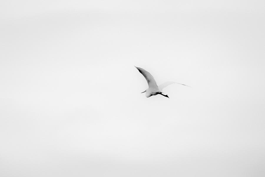 2015 Photograph - Great Egret In Flight by Nathaniel Kidd 2015 Photograph - Great Egret In Flight by Nathaniel Kidd