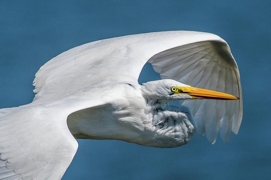 Bird Photograph - Great Egret In Flight by Paul Freidlund