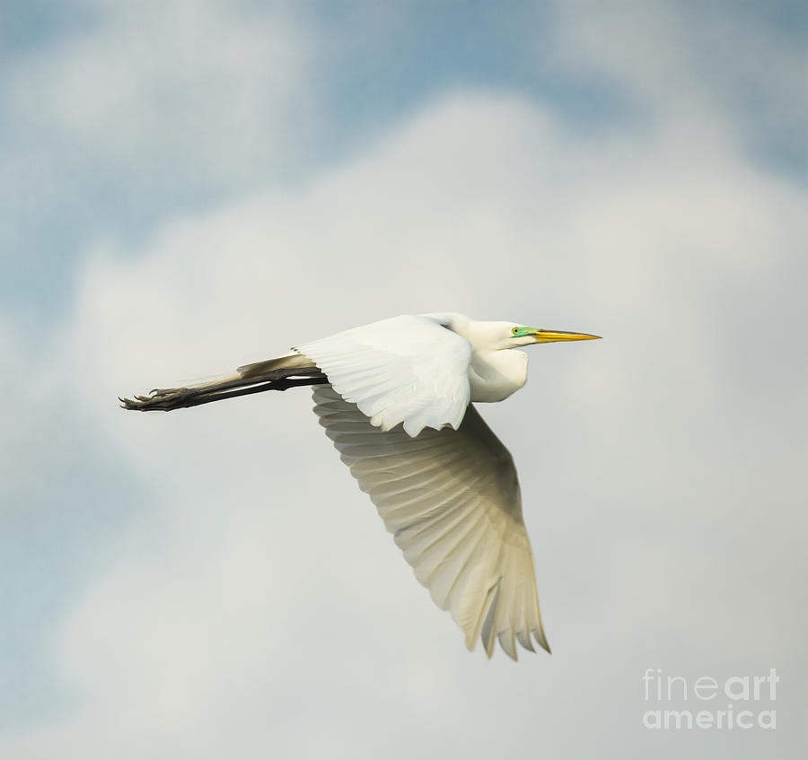 Great Egret In Flight Photograph