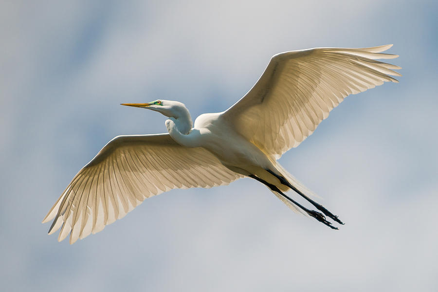Great Egret In Flight - St. Augustine Fl Photograph