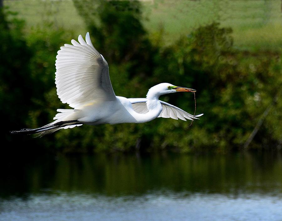 Great Egret in Flight Photograph by Steve Brown
