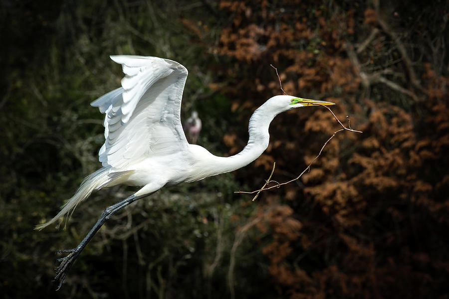 Great Egret in flight Photograph by Steven Upton