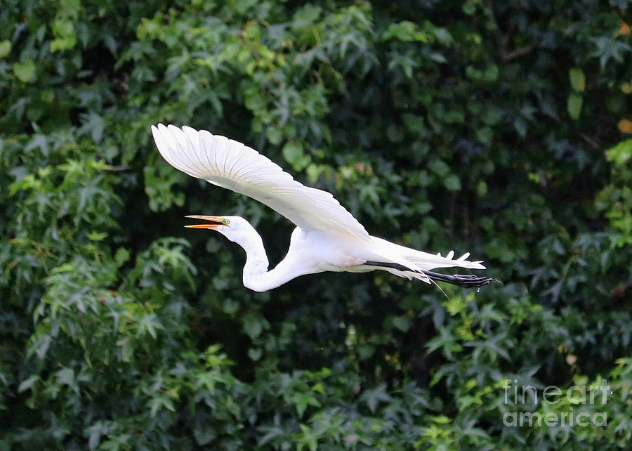 Great Egret in Flight with Green Leaves Photograph by Carol Groenen