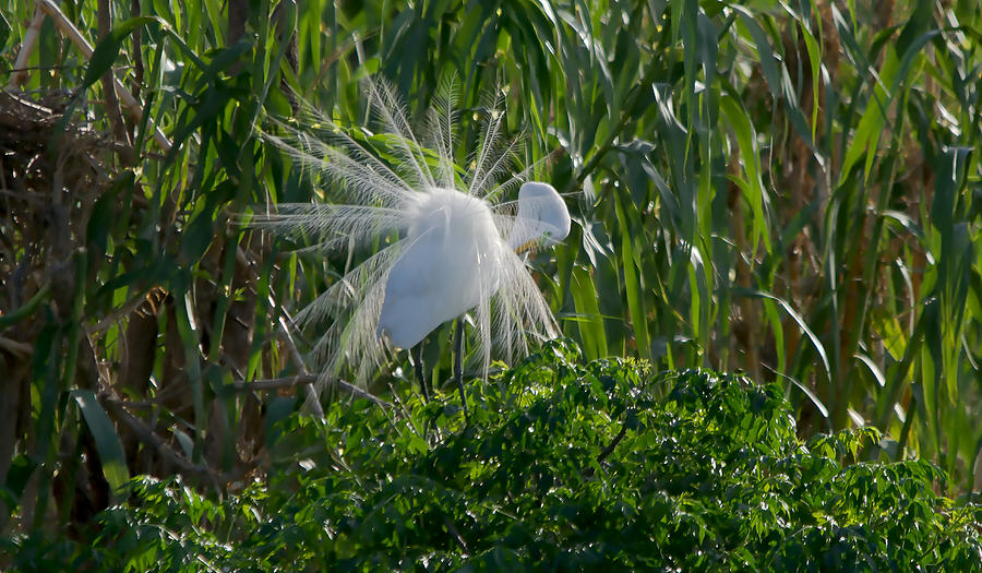 Great Egret In Flight With Windy Plumage Photograph