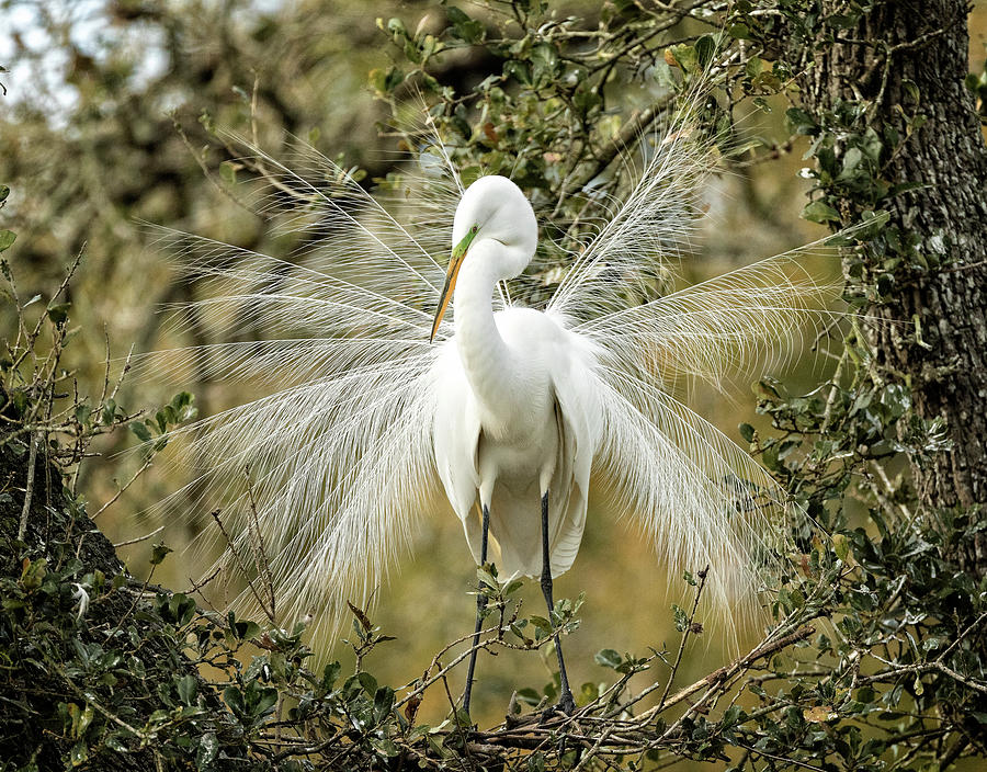 Great Egret in full plumage Photograph by Steven Upton