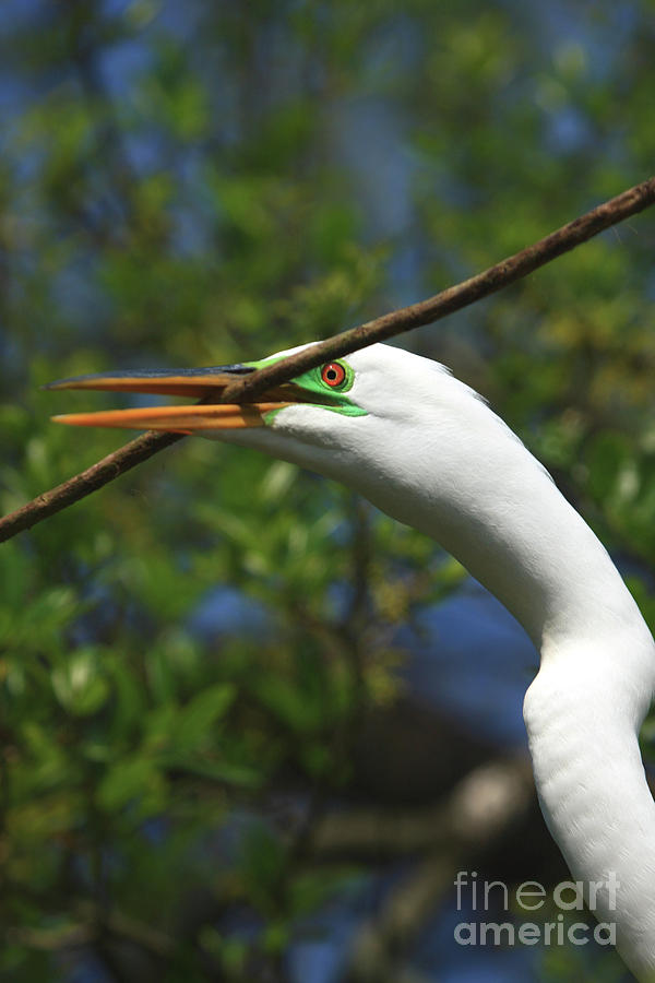 Great Egret In Green Photograph by John F Tsumas