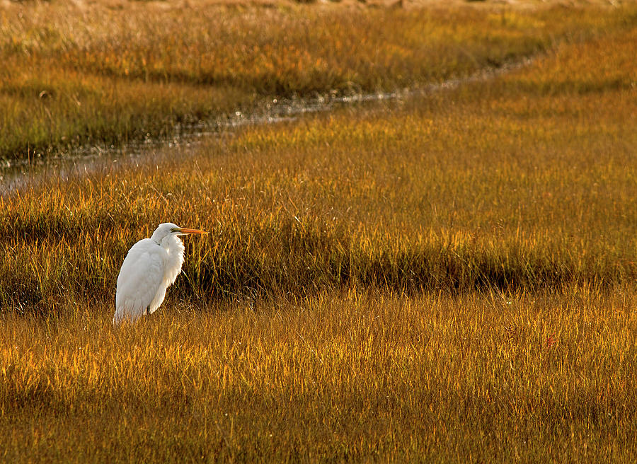 Great Egret in Morning Light Photograph by Kristia Adams