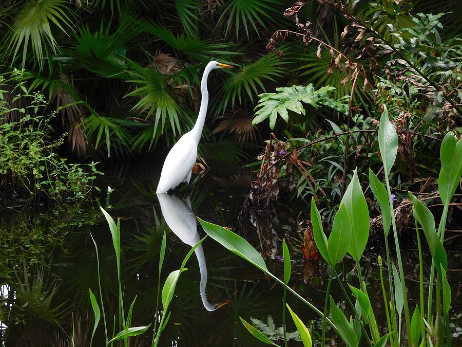 Great Egret in Pond Photograph by Melinda Saminski
