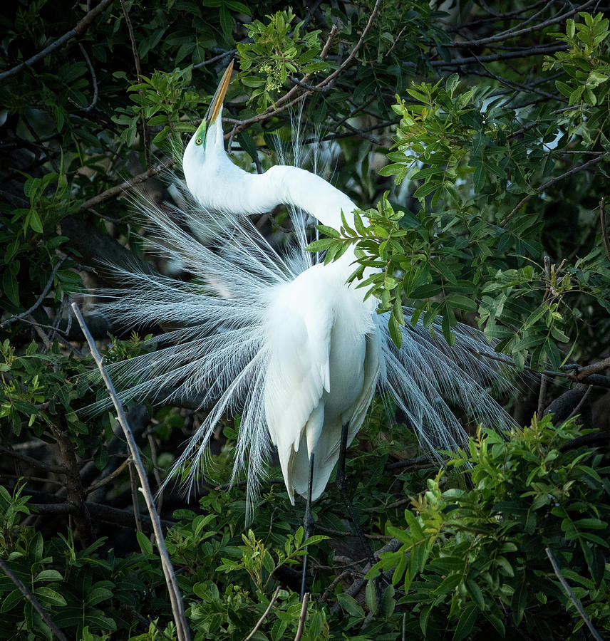 Great Egret in mating pose Photograph by Steven Upton