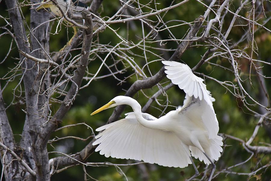 Great Egret in the Bush Photograph by Linda Brody
