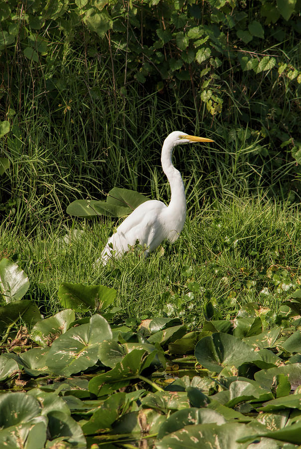 Great Egret In The Marsh Photograph by William Tasker - Fine Art America