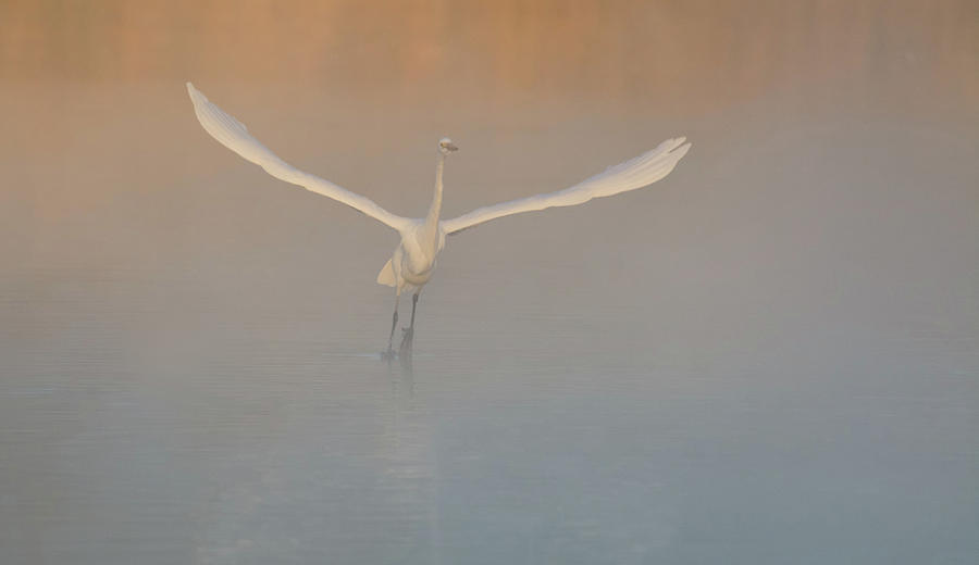 Great Egret in the Mist 2022-012118-1cr Photograph by Tam Ryan