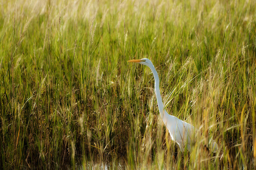 Egret Photograph - Great Egret in the Morning Dew by Richard Leighton