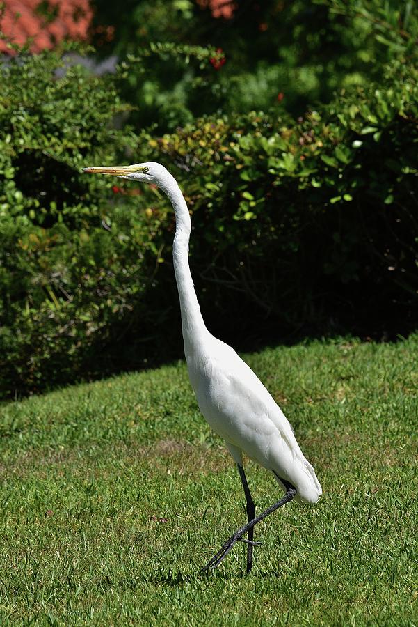 Great Egret in the Neighborhood 1  Photograph by Linda Brody