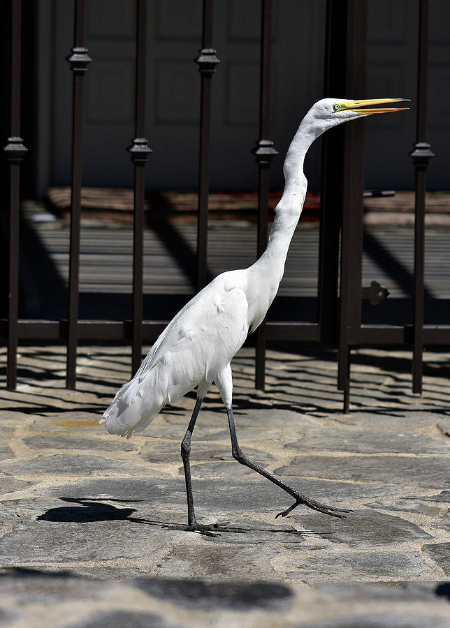 Great Egret in the Neighborhood Strutting 1 Photograph by Linda Brody