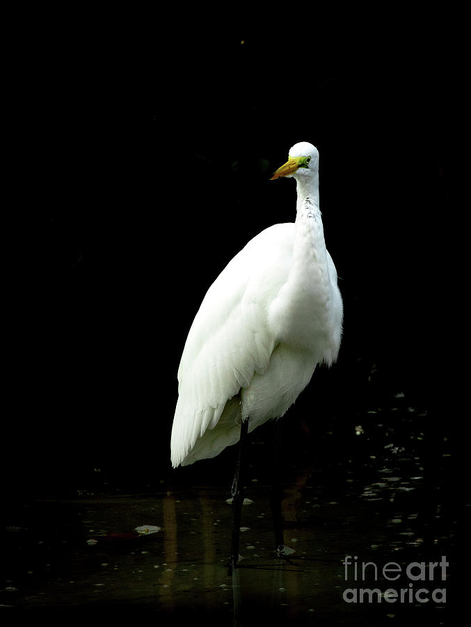 Great Egret In The Shadows Photograph