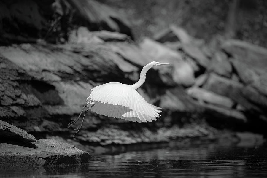 Great Egret Inflight Photograph by Jeff Phillippi