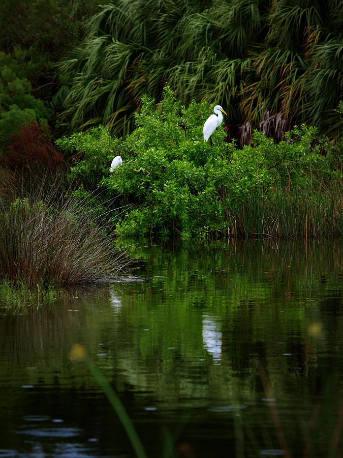 Great Egret Photograph - Great Egret by James Granberry