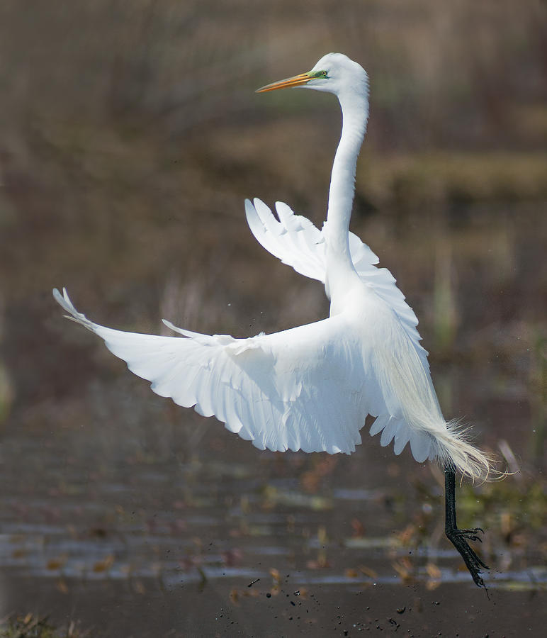 Great Egret Photograph by Jim Zablotny