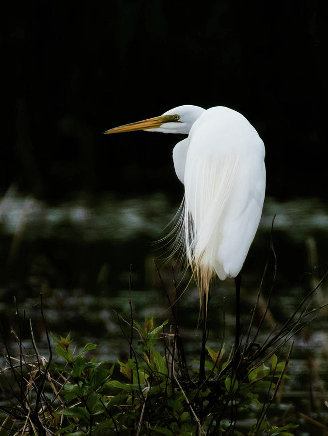 Great Egret Photograph by Jody Partin