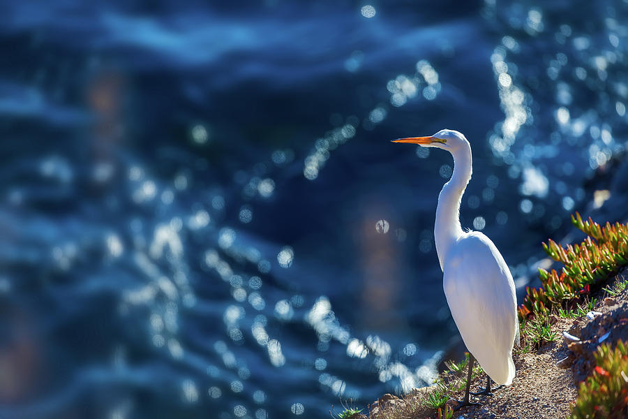 Great Egret Photograph by Jonathan Nguyen