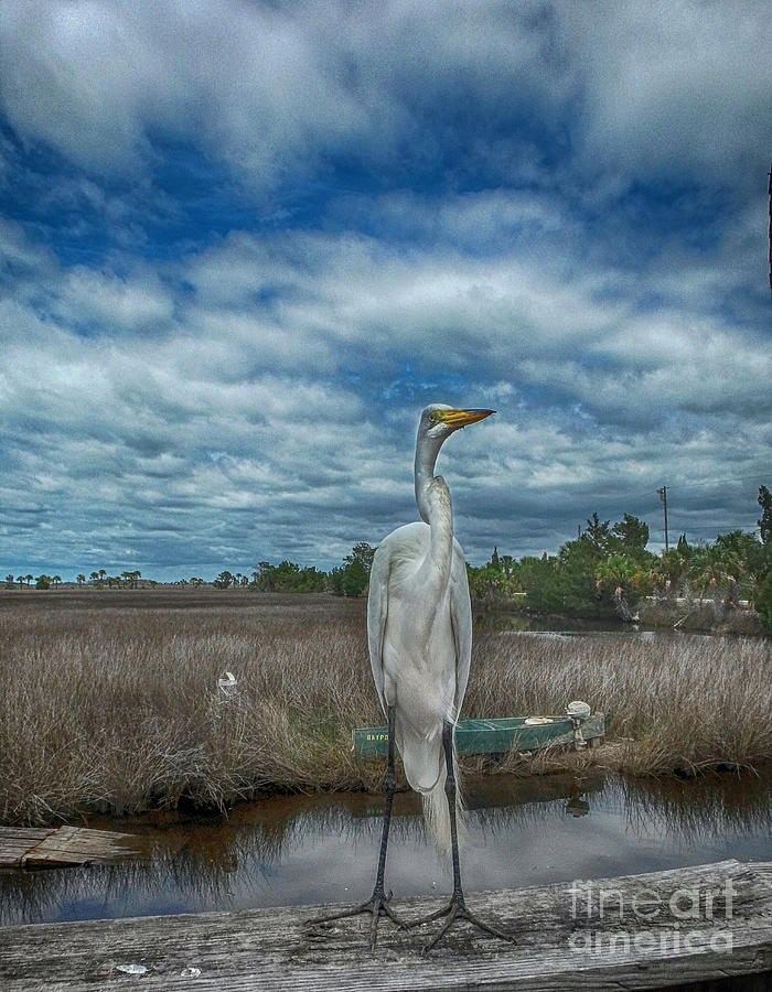 Great Egret Photograph by Judy Hall-Folde