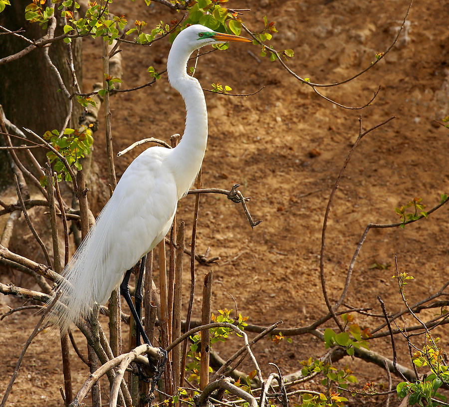 Great Egret Photograph by Judy Vincent