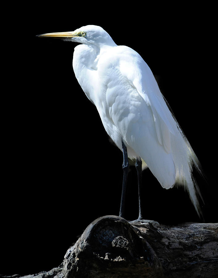 Great Egret Photograph by Keith Lovejoy