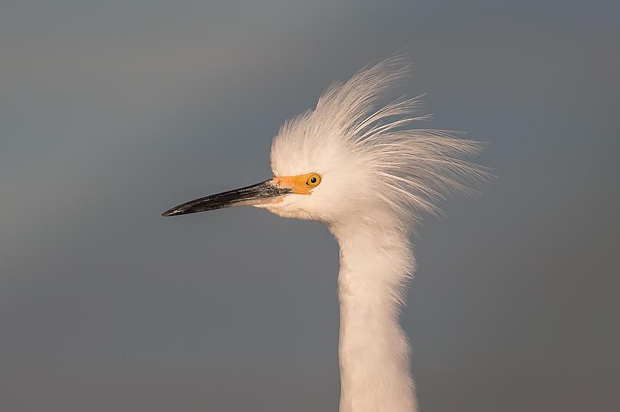 Great Egret Photograph by Kevin Giannini