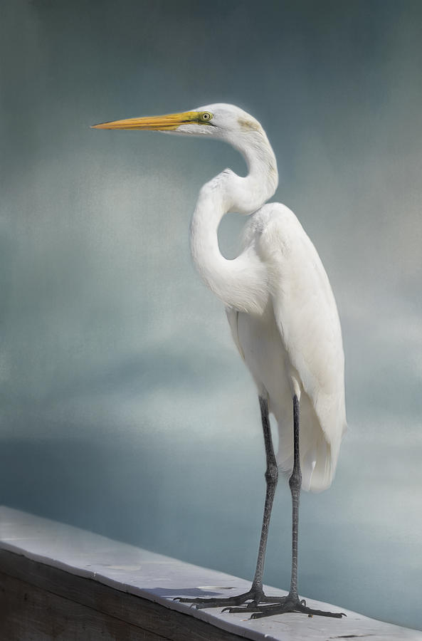 Egret Photograph - Great Egret by Kim Hojnacki