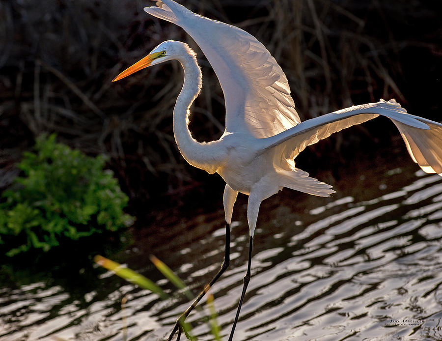 Great Egret Landing Photograph by Judi Dressler