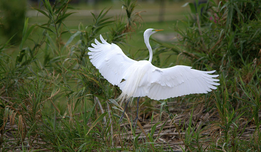 Great Egret Landing On The Ground Photograph