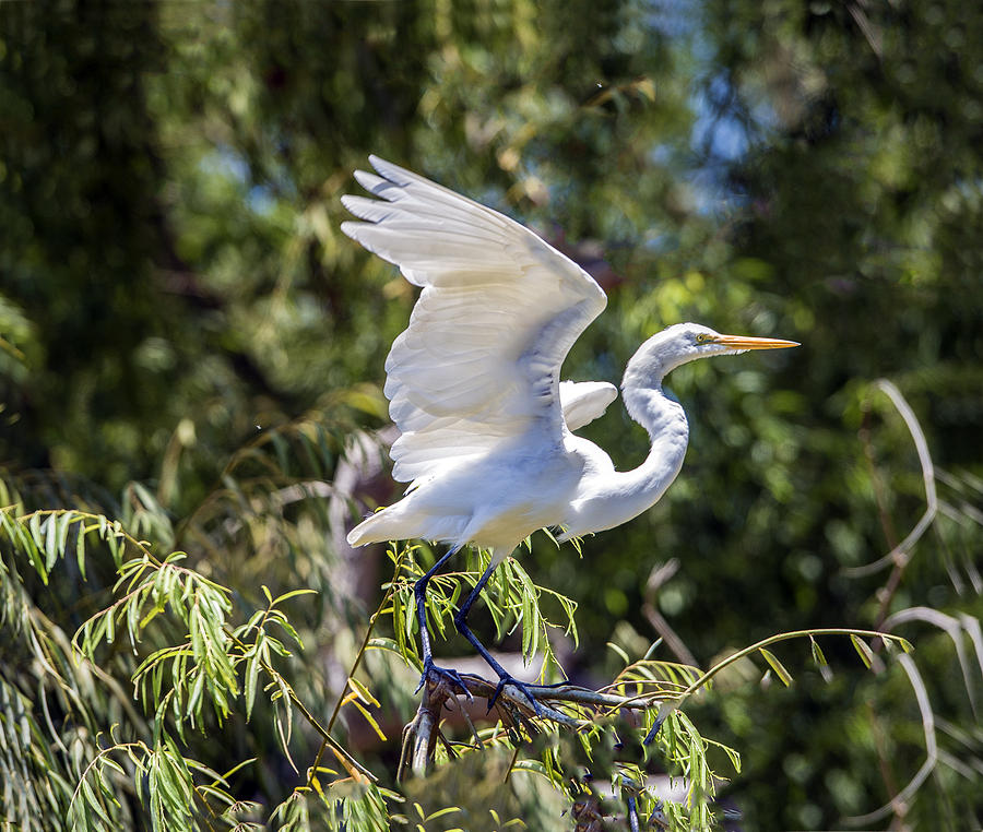 Great Egret Landing On Tree Photograph by William Bitman