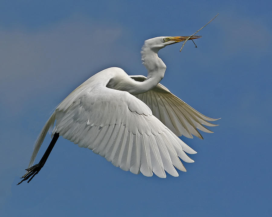Great Egret Photograph by Larry Linton