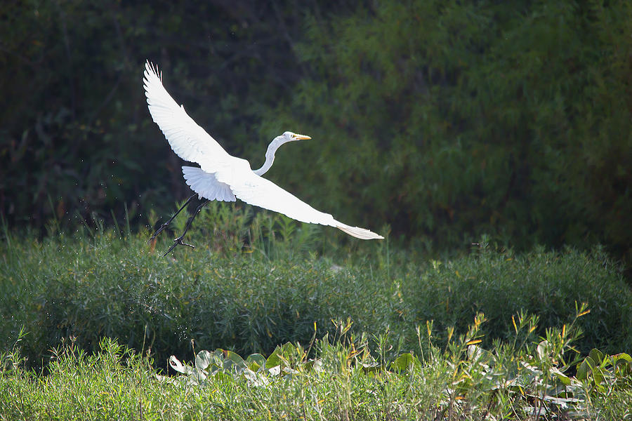 Great Egret Lift Off Photograph by Jemmy Archer
