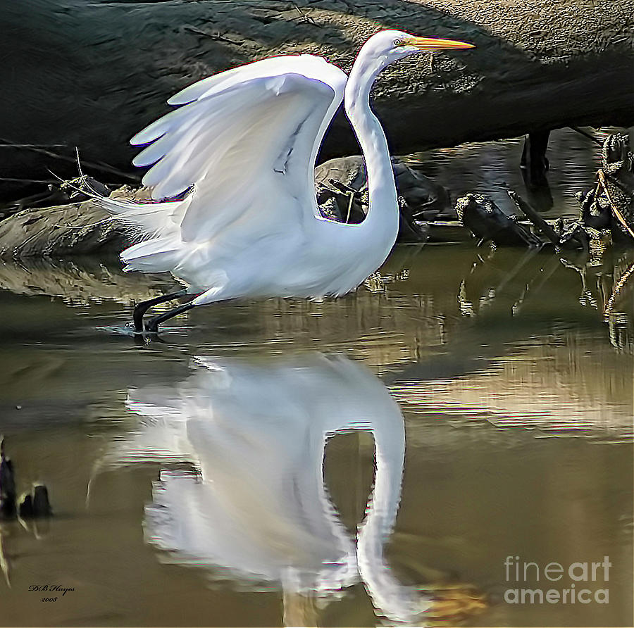 Great Egret Lifting Off Photograph by DB Hayes