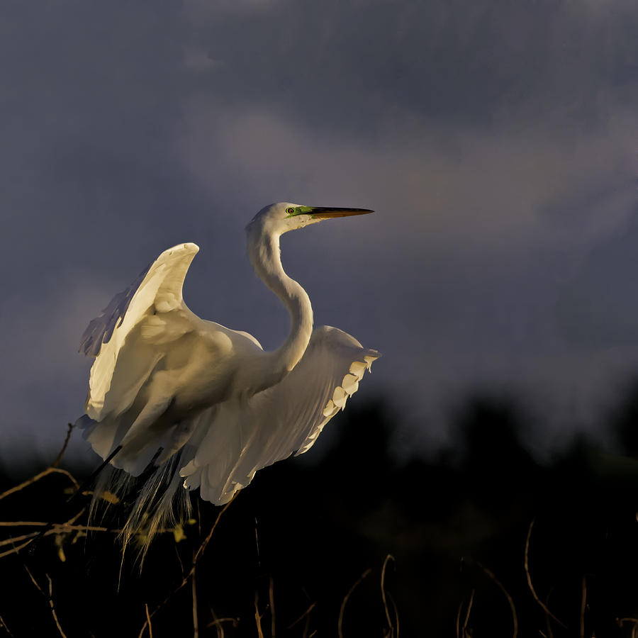 Great Egret Liftoff Photograph by Rob Travis