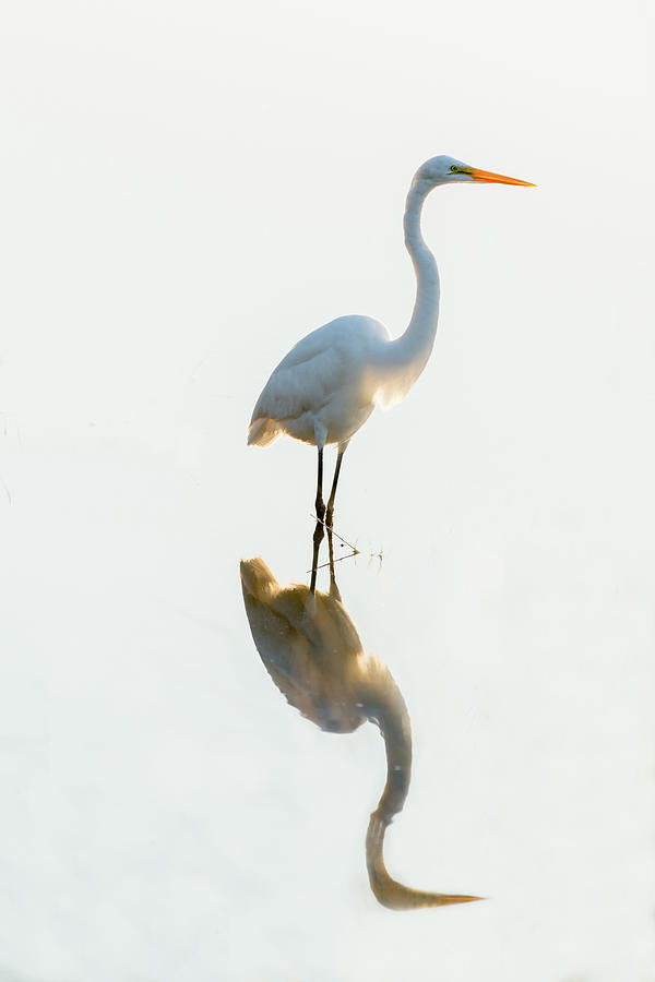 Snowy Egret looking for food Photograph by Dan Friend